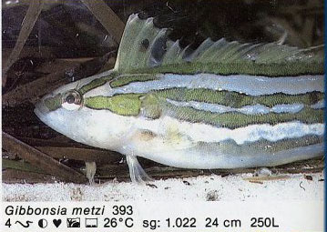 Gibbonsia metzi